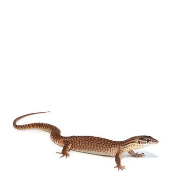 Ridge-Tailed Monitor (Ackie)